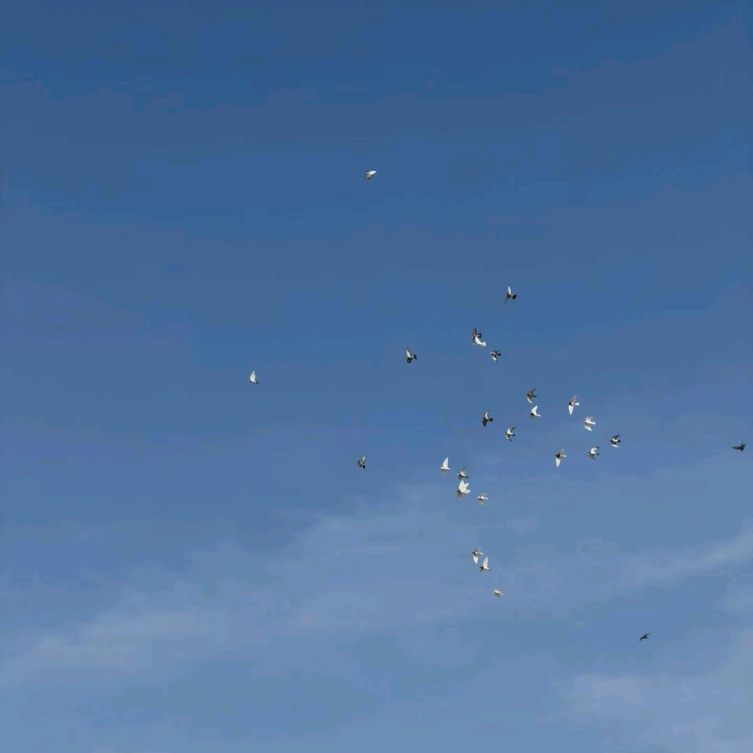 🚩