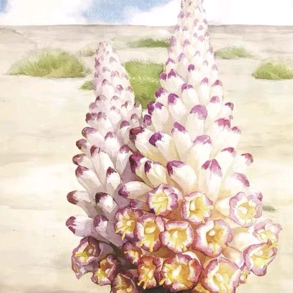 🌿甘肃景泰万亩肉苁蓉种植基地