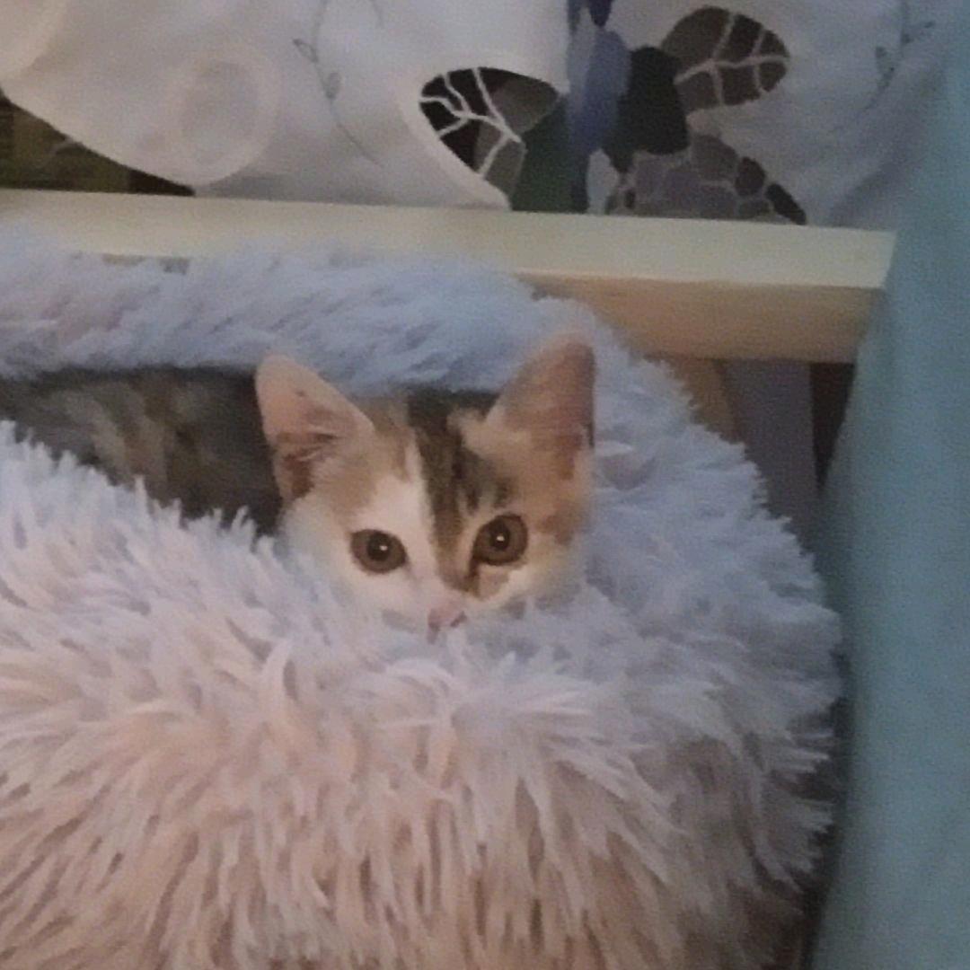 爱跳舞的猫