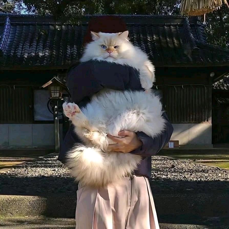 Gαᴗαοᥫᩣ