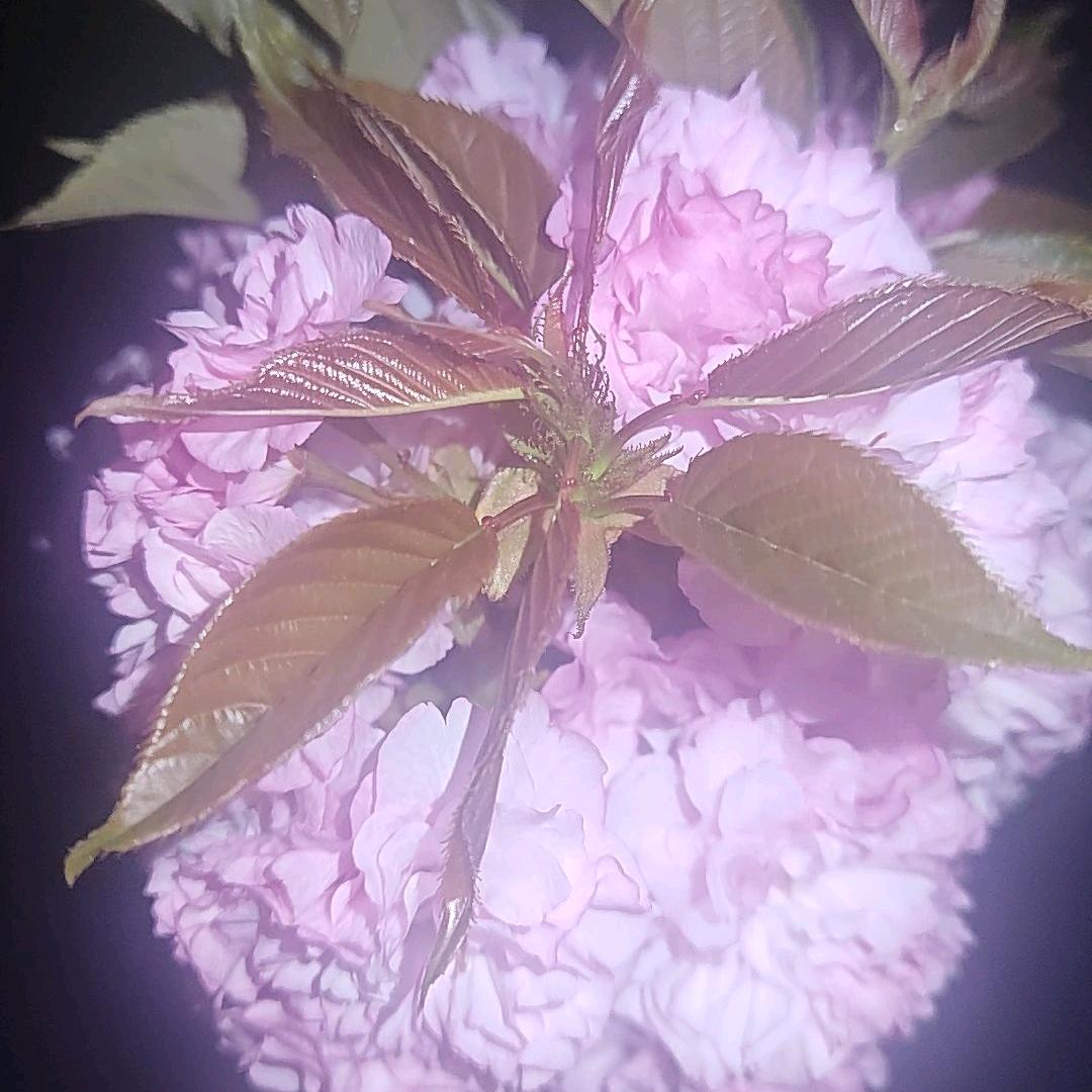 ꦿ໊孤独᭄余生᭄ꦿᩚ٭