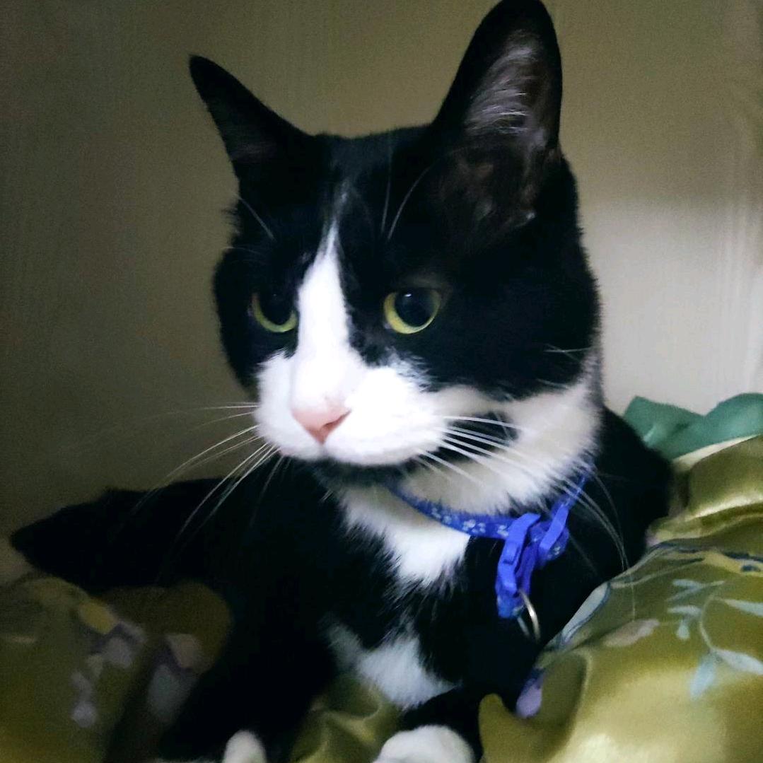 跑不动的蓝色马里奥