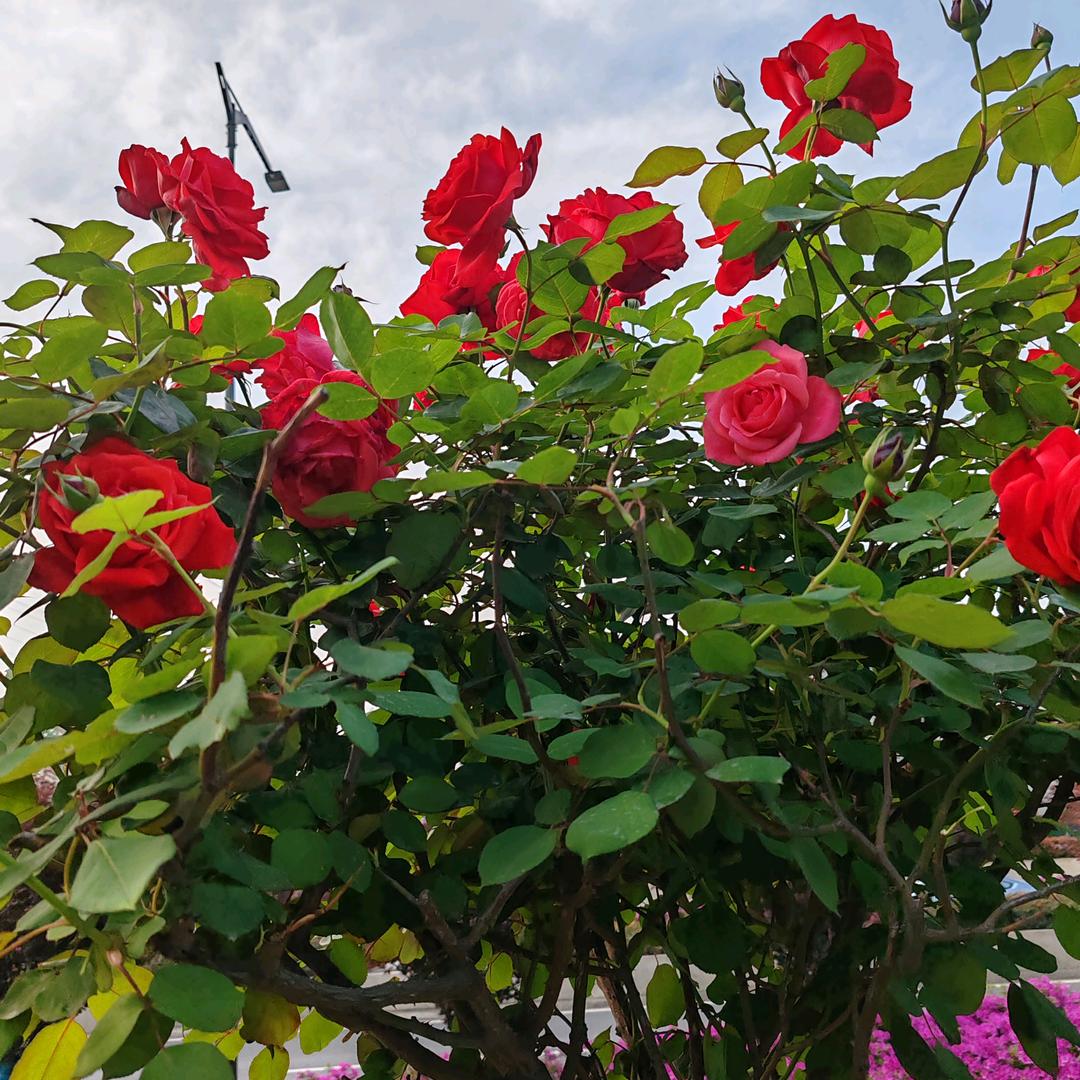 🌹侠