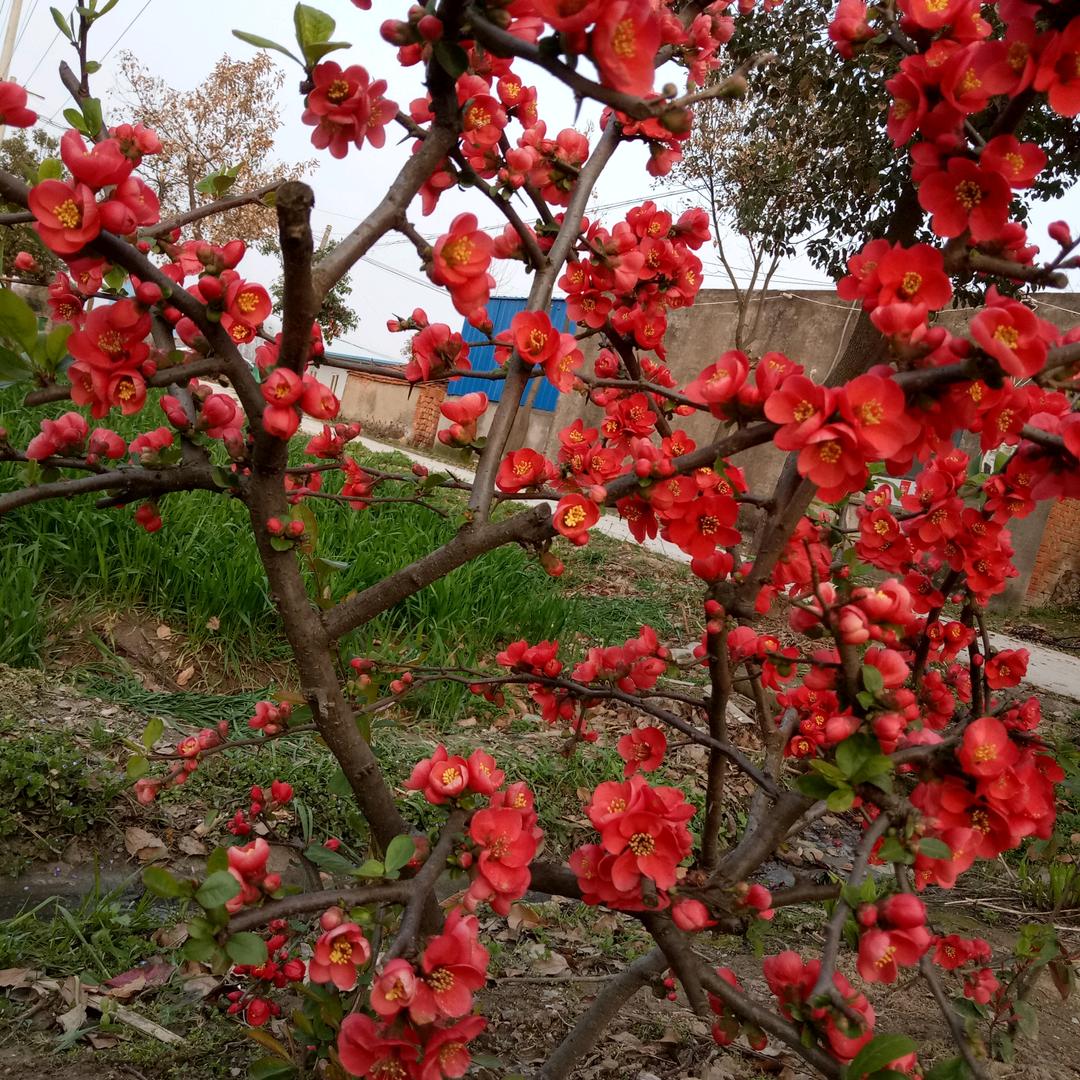 春暖花开🌺
