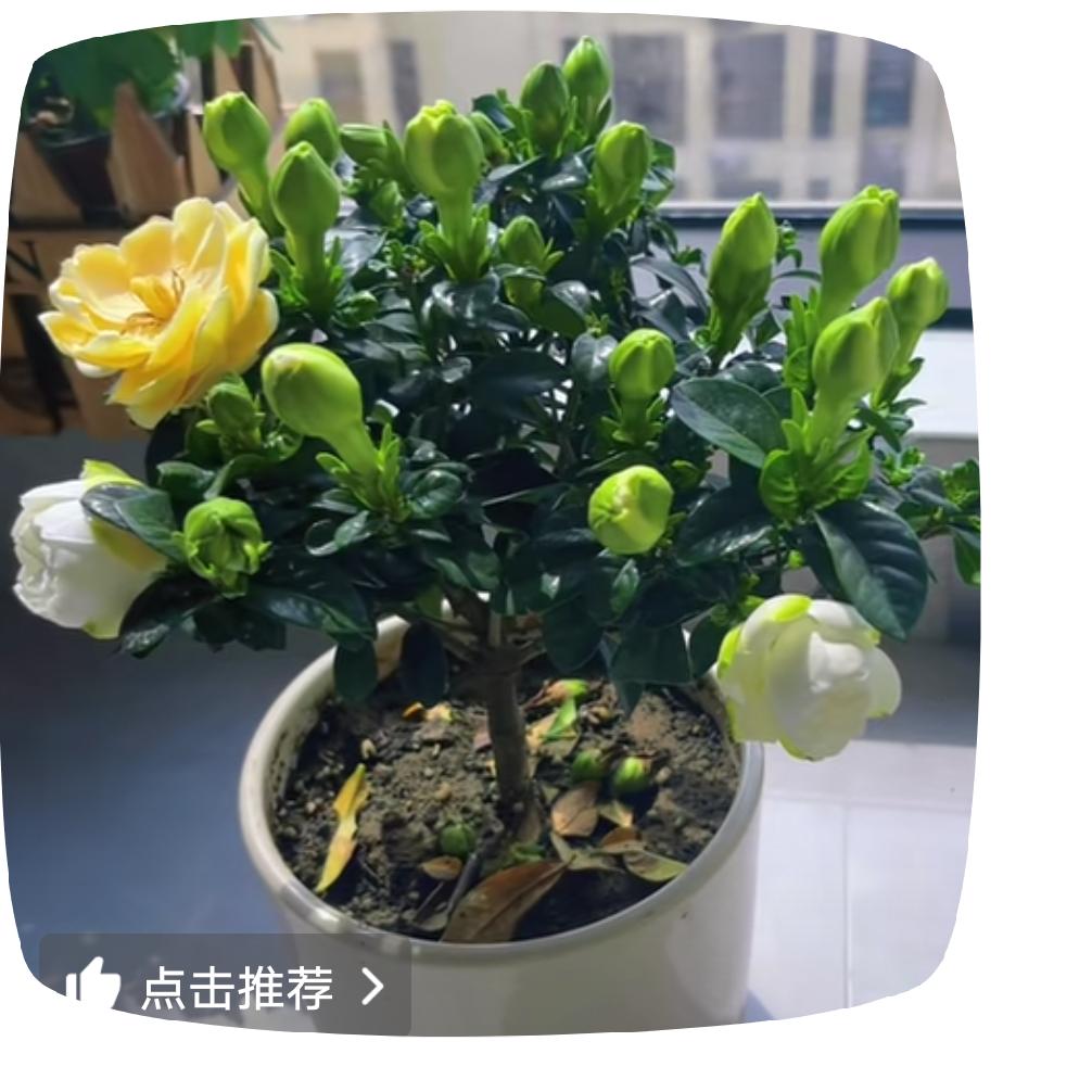 智慧姐