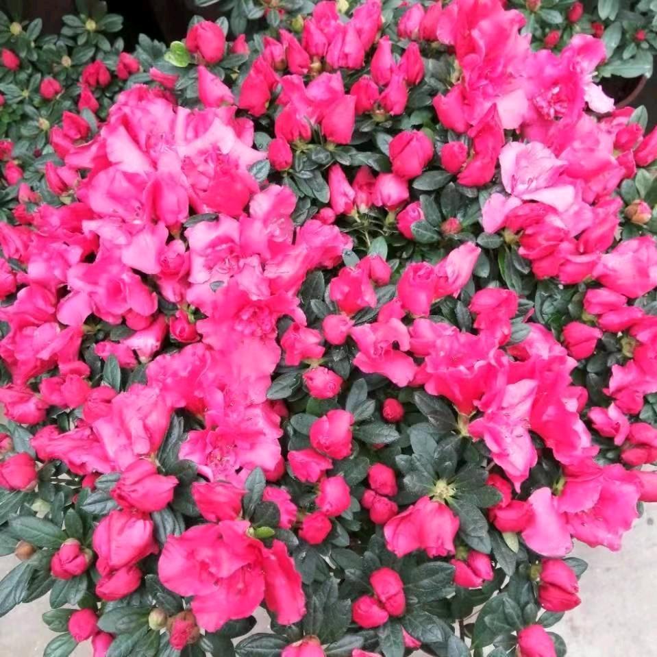 紫离夏殇181800035063