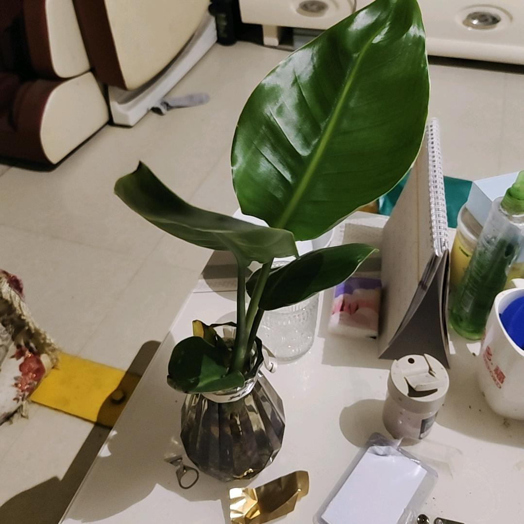 刘连王返520