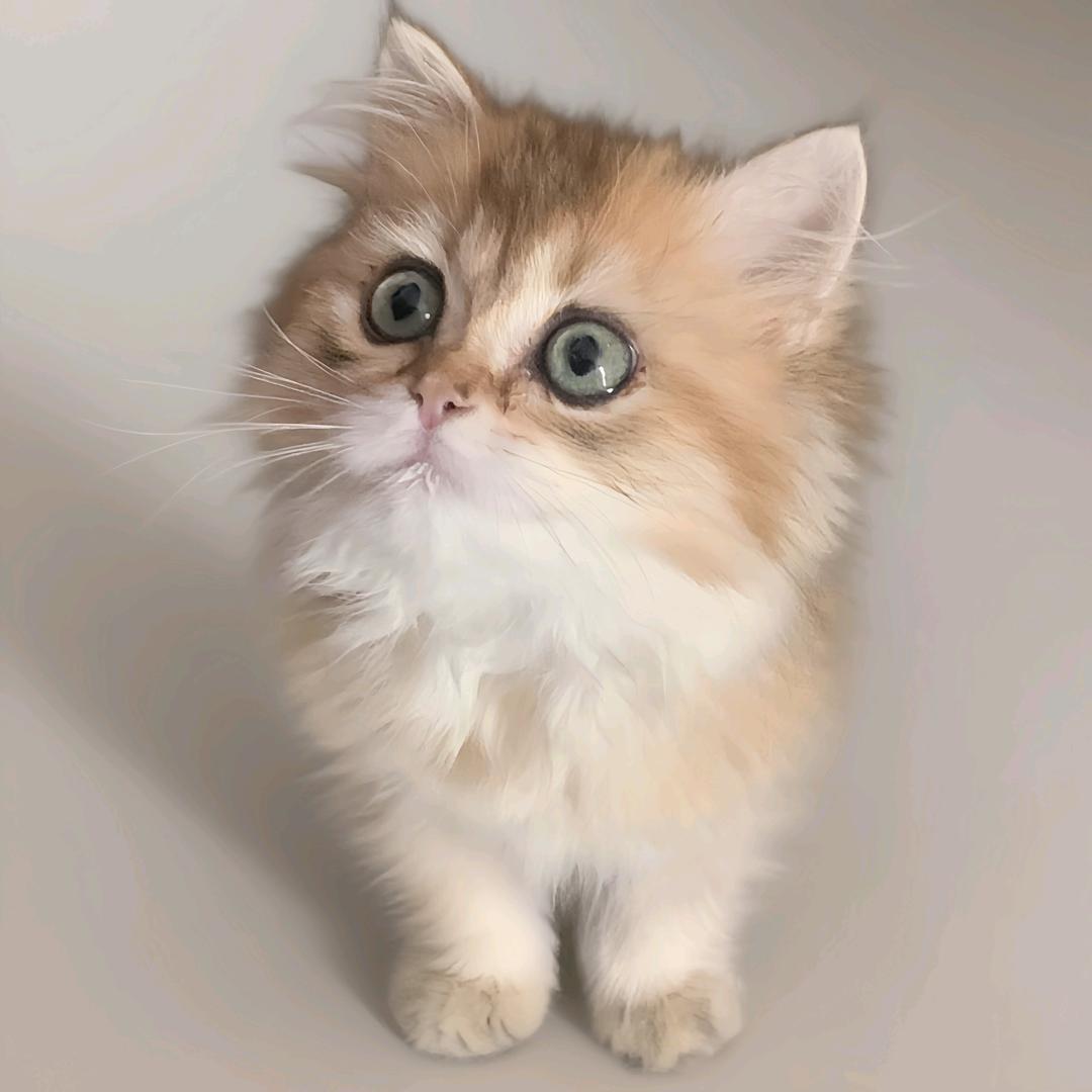 呆喵饼