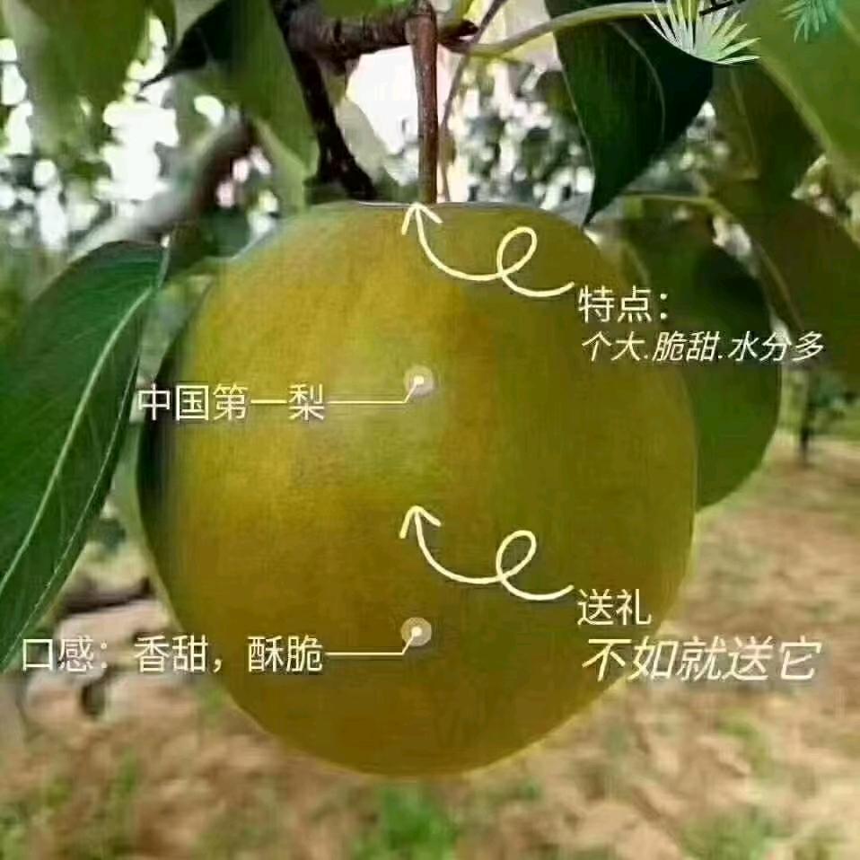 隰县玉露香梨🍐+苹果🍎