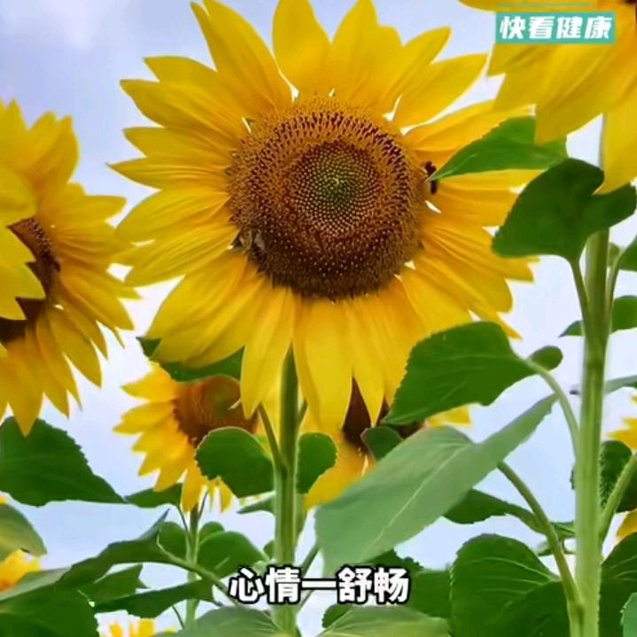 🌻🍀健康快乐🍎🌾