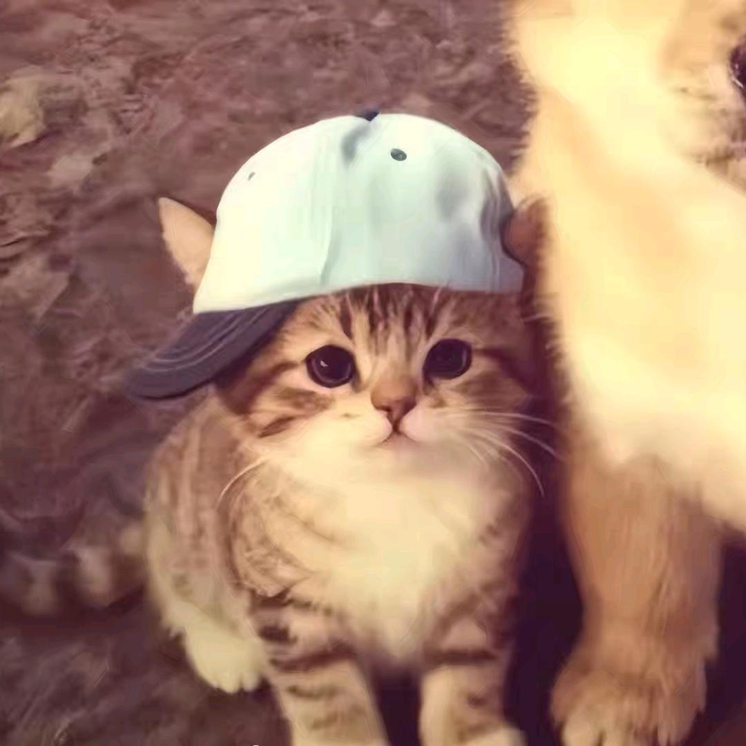 炸土豆炒土豆丝火鸡面拌土豆泥