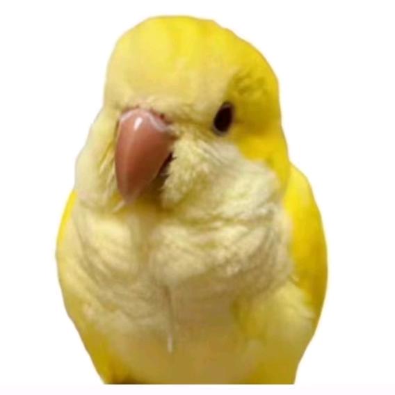 一个养鹦鹉的🦜