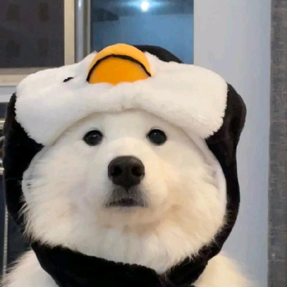 我是一只小小龙