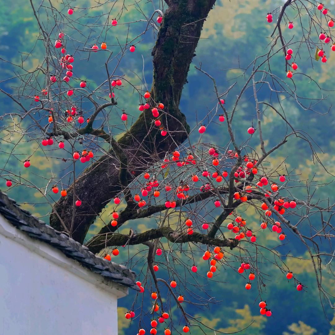 心灵之旅(手机摄影)