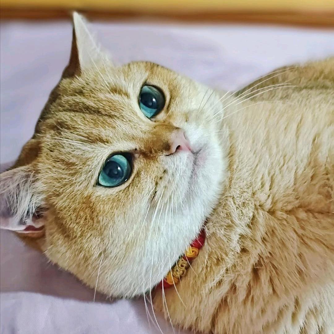 会笑的眼泪