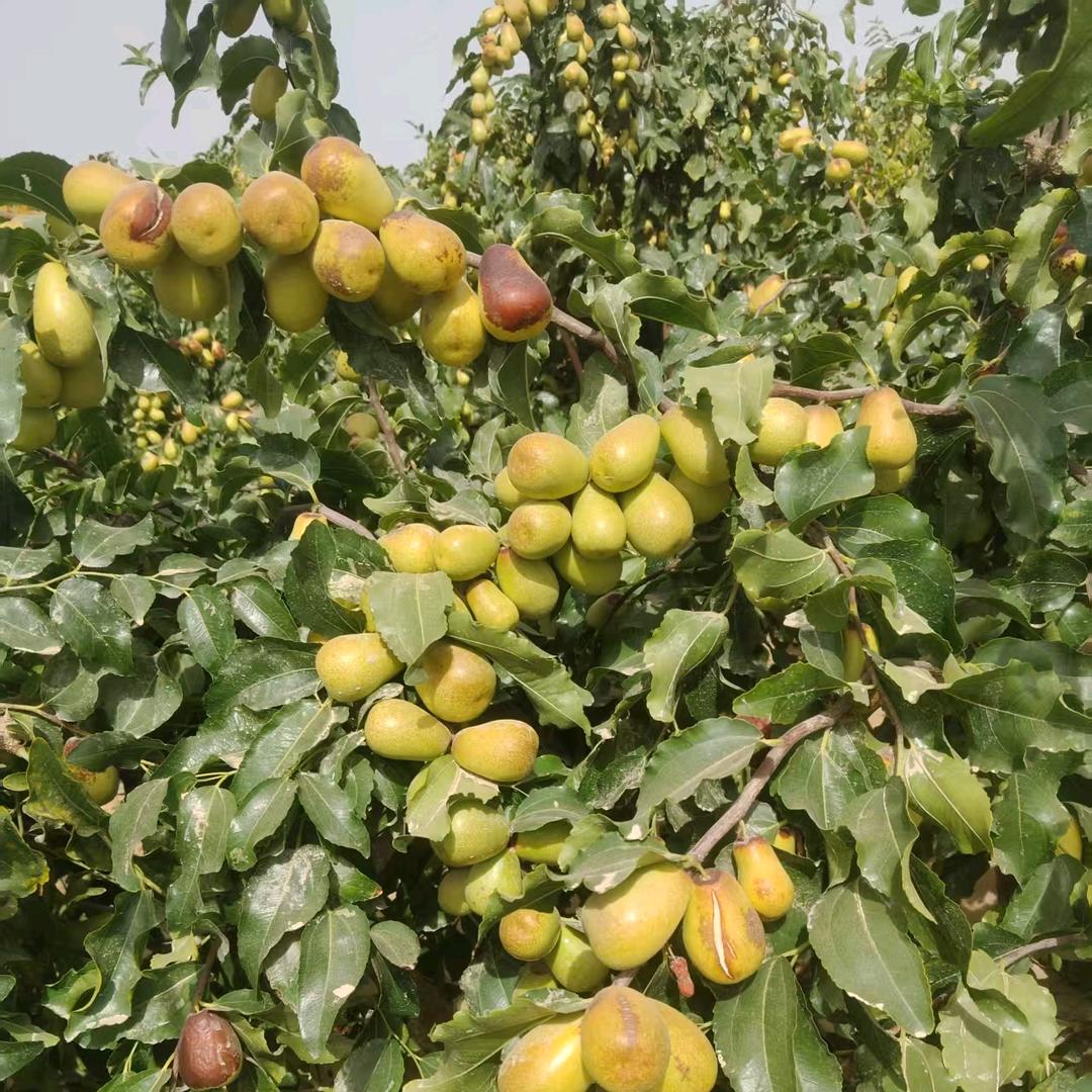 💋2🌹9💋6🍎8🍄💋