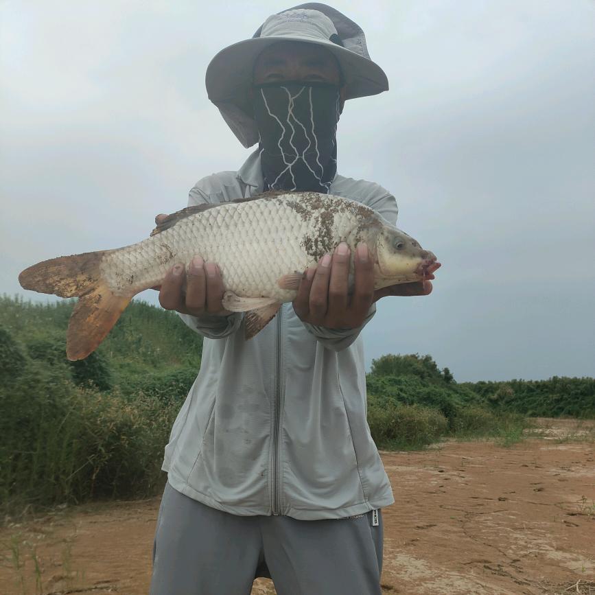 黄河喂鱼人