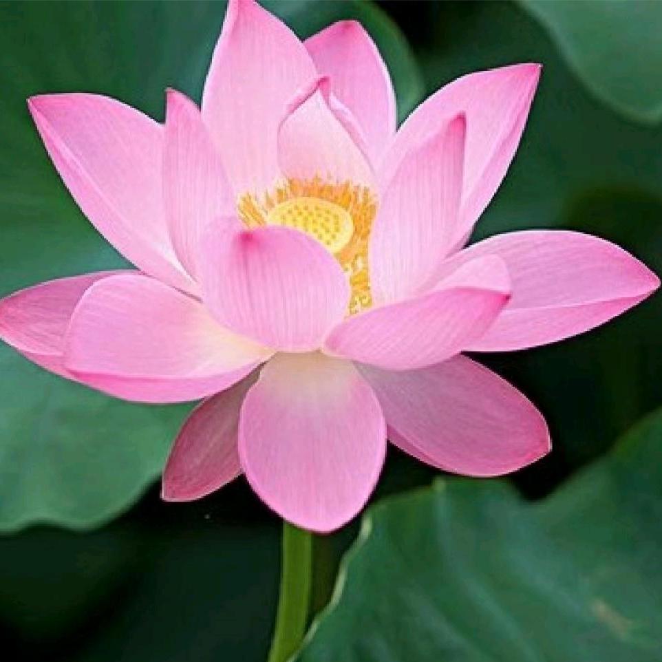 花 开 富 贵