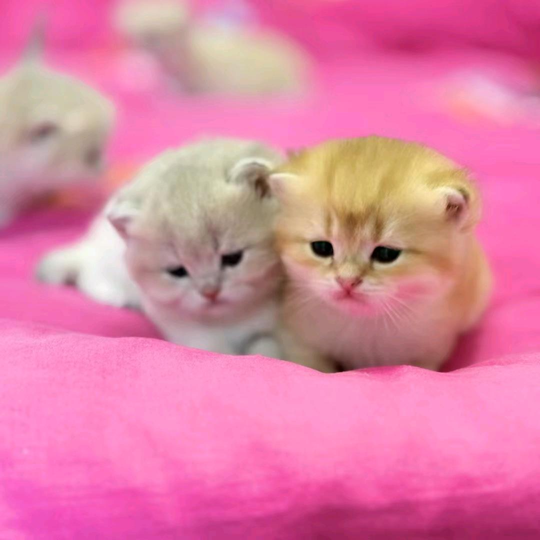 齐宝宝宠物生活馆