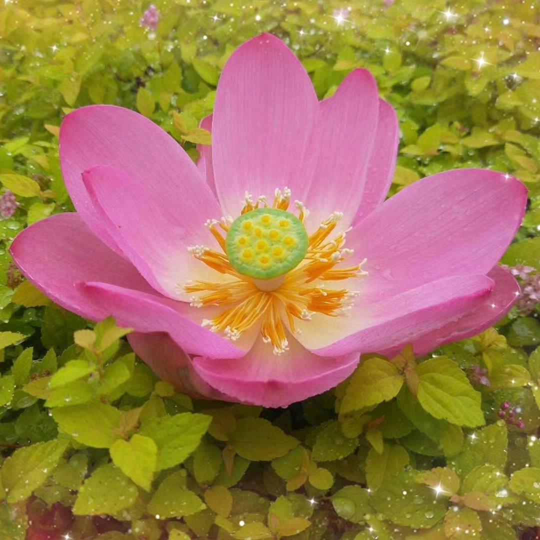 智慧乐⁴¹³💞