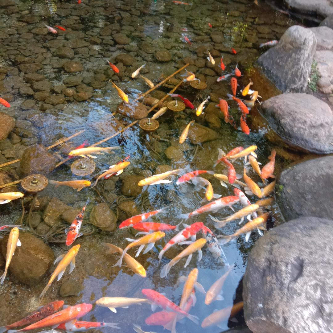 张哥（自驾游）