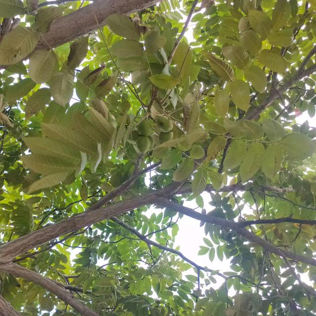 小世界