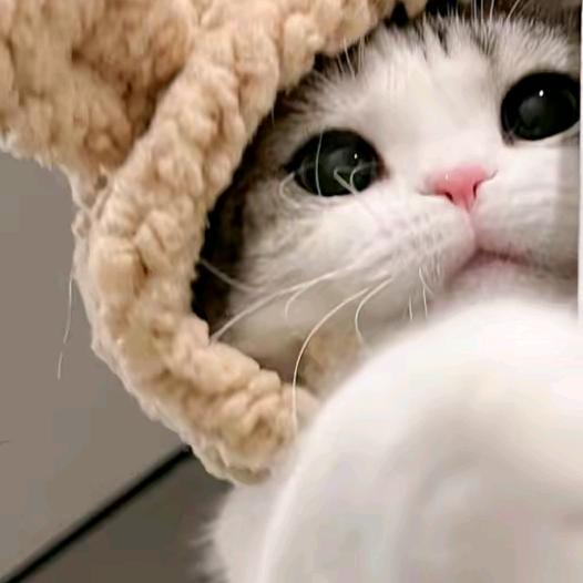 猫猫优选