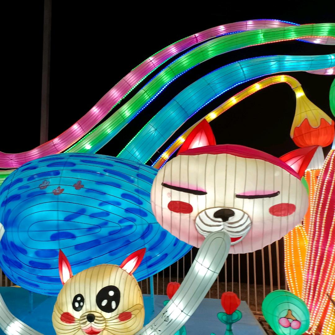 骑藏獒去逛街