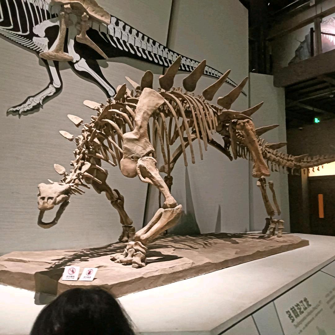 佛系玩家