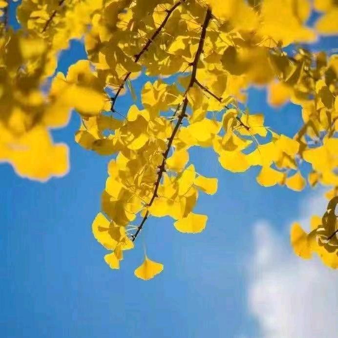 💞ღ时来🦋运转꧔💞
