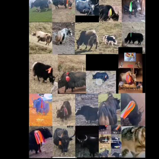 聂贡组❤️以后牦牛打架视频发在这上面。