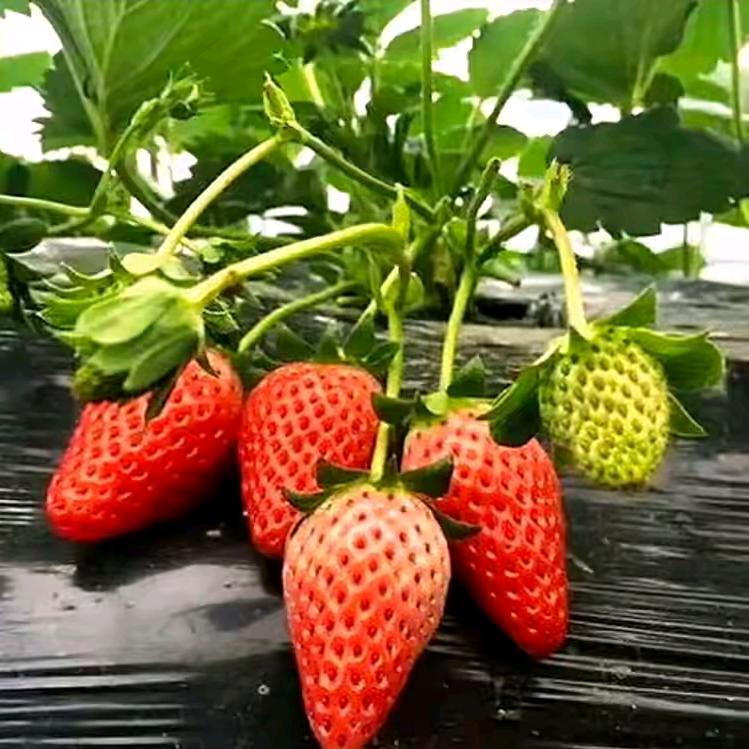 王姐～草莓种植🍓