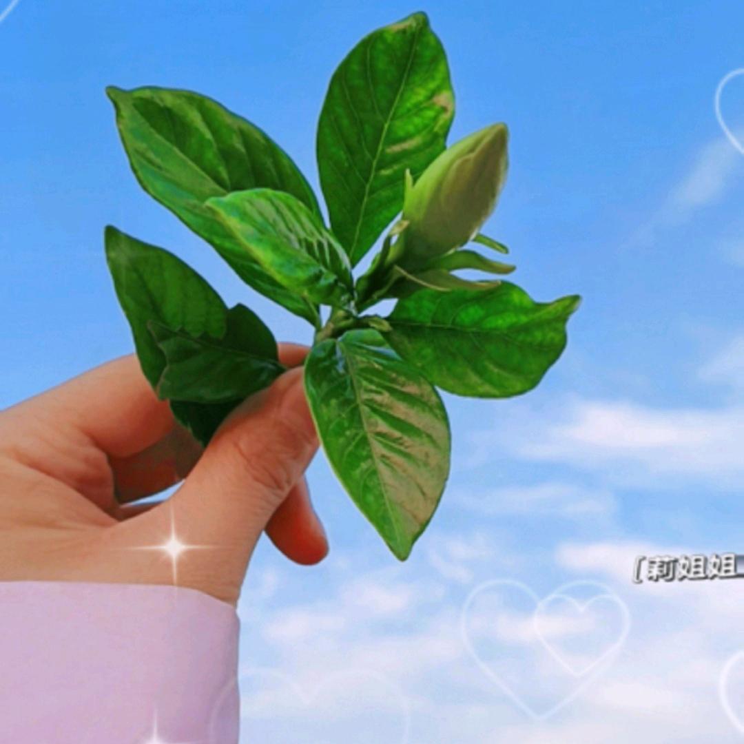 优乐美💘💘💘