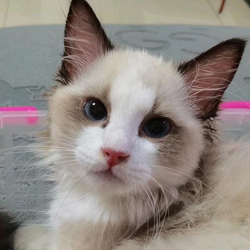 迷你世界大小姐