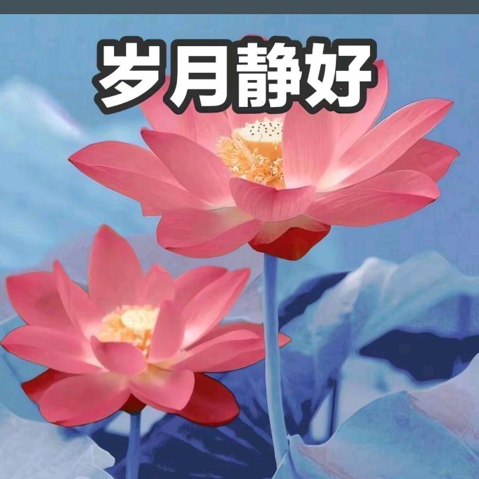 濠江水哥-无叶花