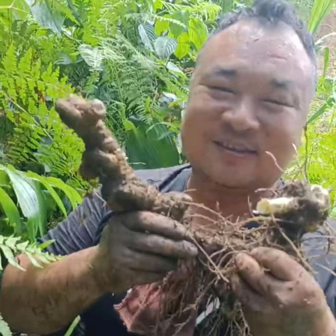 曙光山药