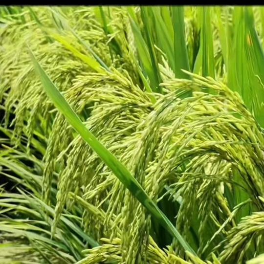 农家姑娘（xhy658888）