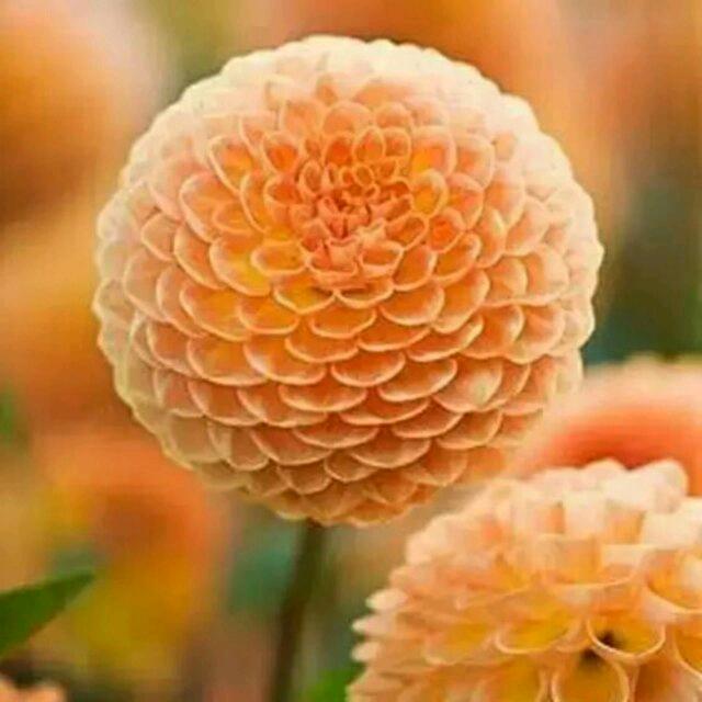 素明水产活鱼批零