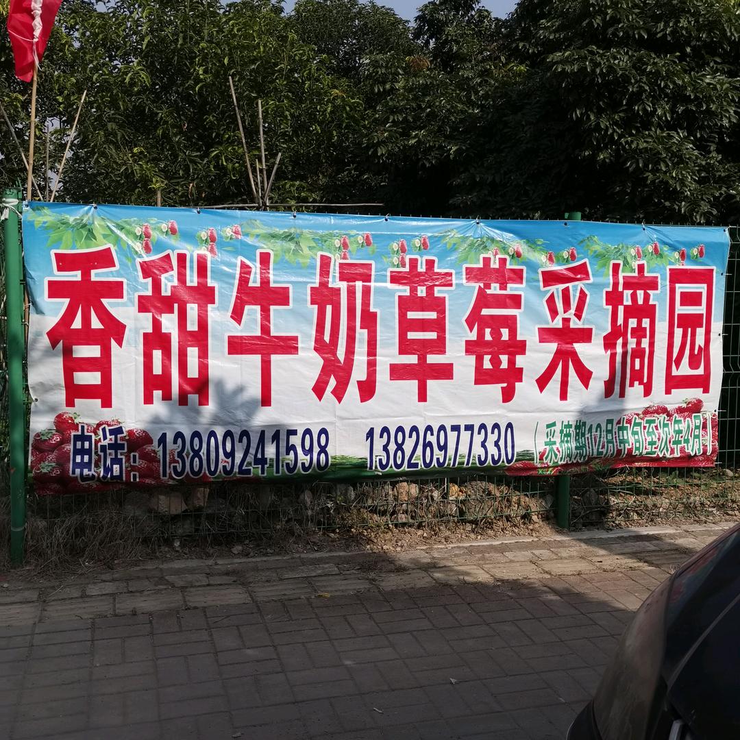 香甜牛奶草莓园