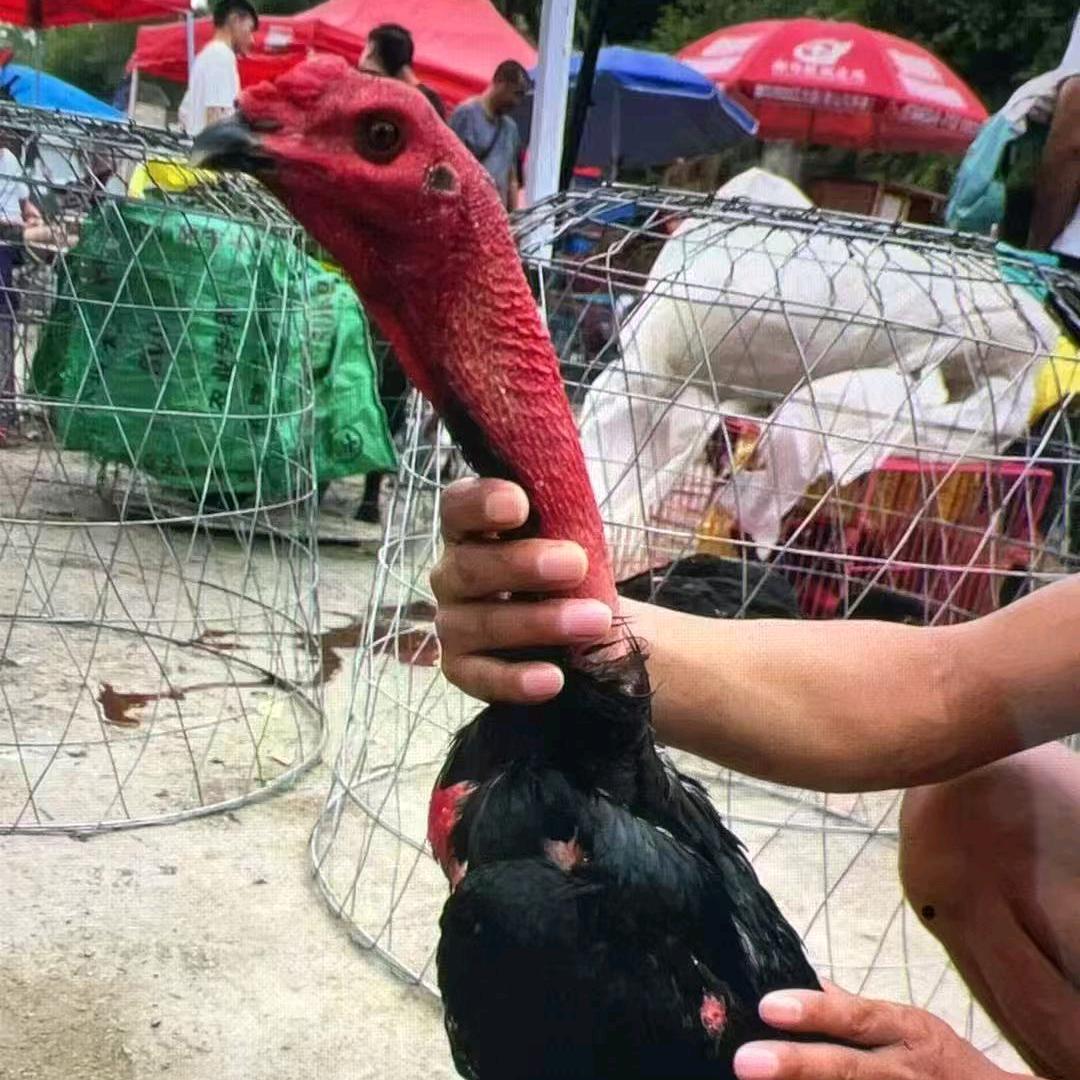 台江花姐斗鸡小小号