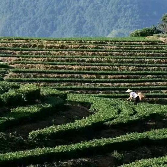 绿沁田园高山茶叶