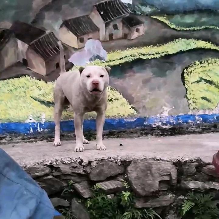 黎平县小石田园犬养殖基地（个体工商户）