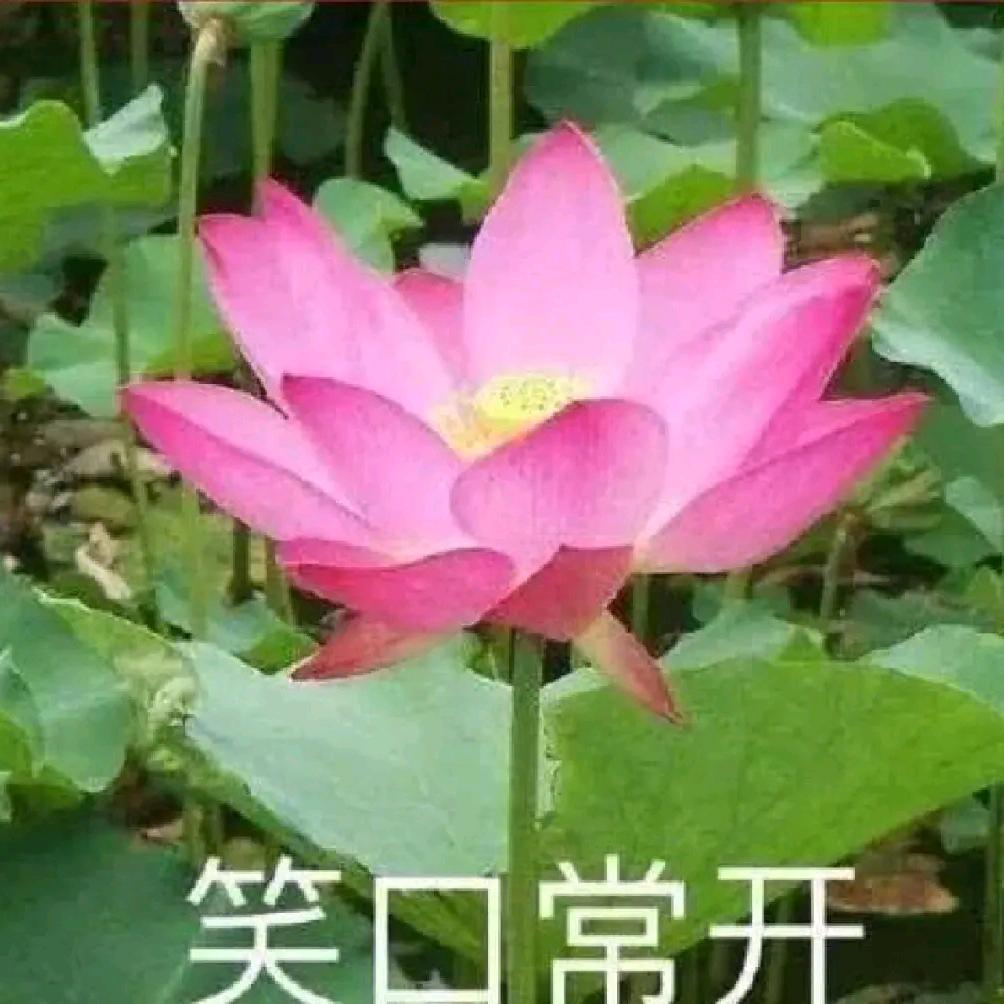 谷菊兰