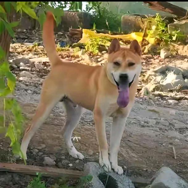 广西强哥田园土猎犬舍