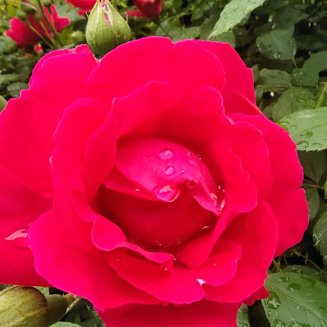 阳光灿烂的一天