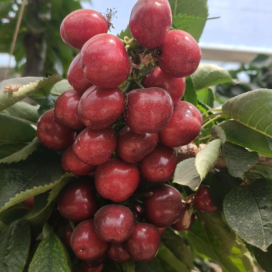 卖水果的疯女人