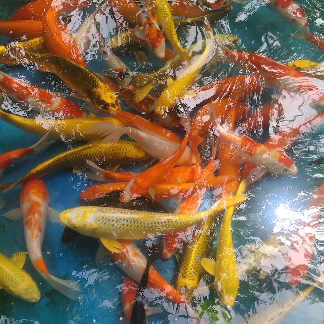 岁月静好