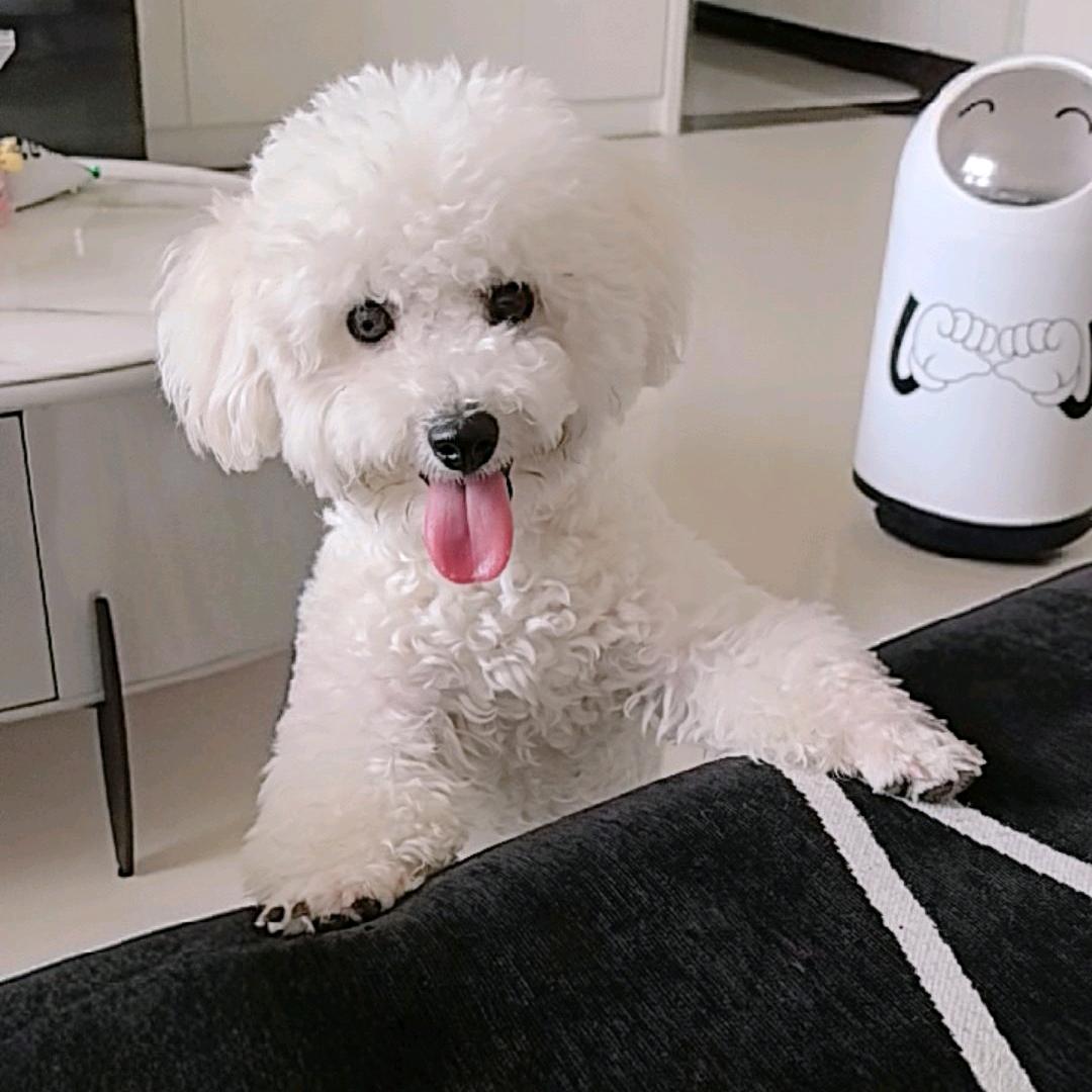 比熊《辣条》麻麻