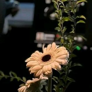 🐒𝓹𝓮𝓪𝓬𝓮🦋ℬℳ꫞꯭🌸