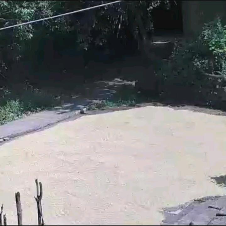 一叶知秋